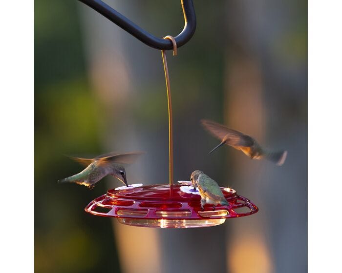 More Birds® Bird Health 3-in-1 Hummingbird Feeder - 6 oz, LIfestyle