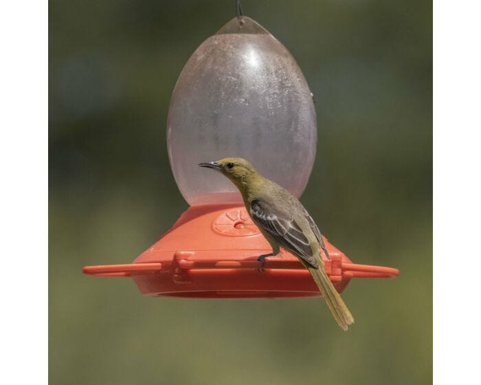 Perky-Pet® Plastic Oriole Feeder, Lifestyle