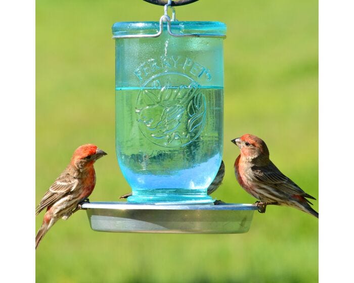 Perky-Pet® Mason Jar Wild Bird Waterer, Lifestyle