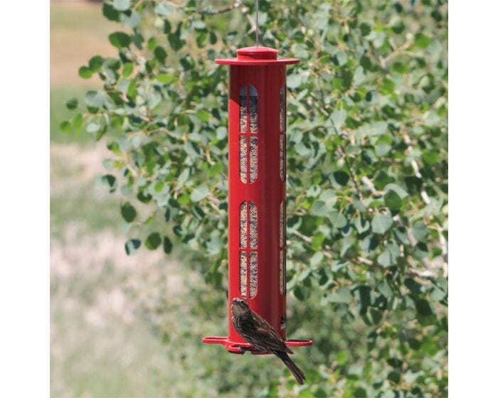 Squirrel-X X8 Squirrel-Resistant Bird Feeder with Spring-Loaded Perches - 2.5 lb, lifestyle