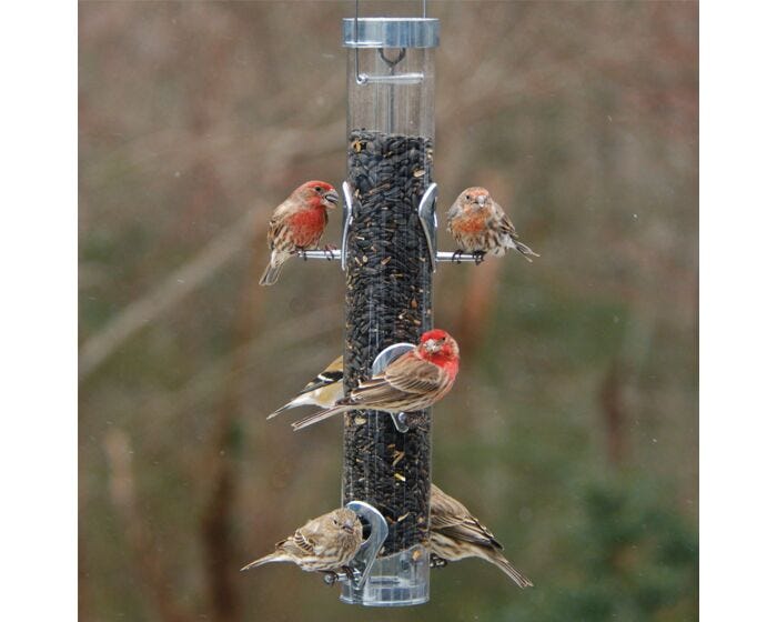 Droll Yankees® Ring Pull Tube Bird Feeder - 1 lb, LIfestyle