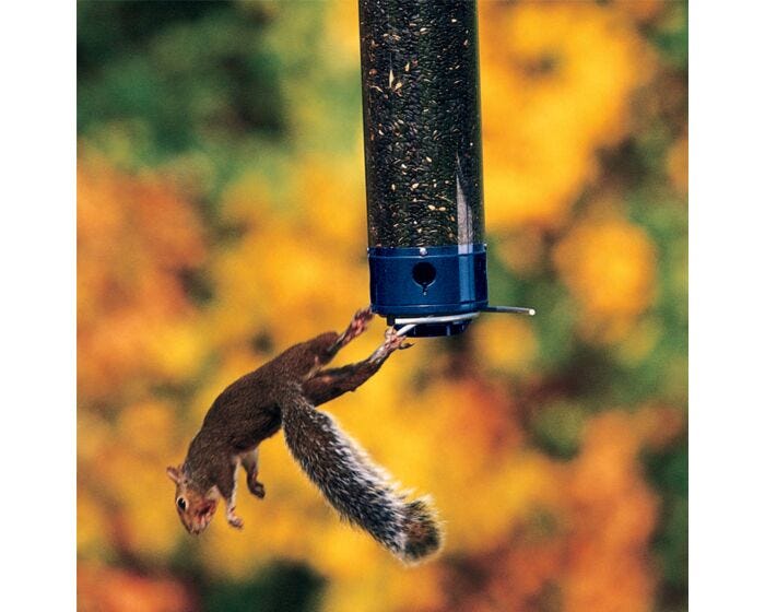 Droll Yankees® Yankee Whipper® Squirrel-Proof Bird Feeder - 5 lb, Lifestyle