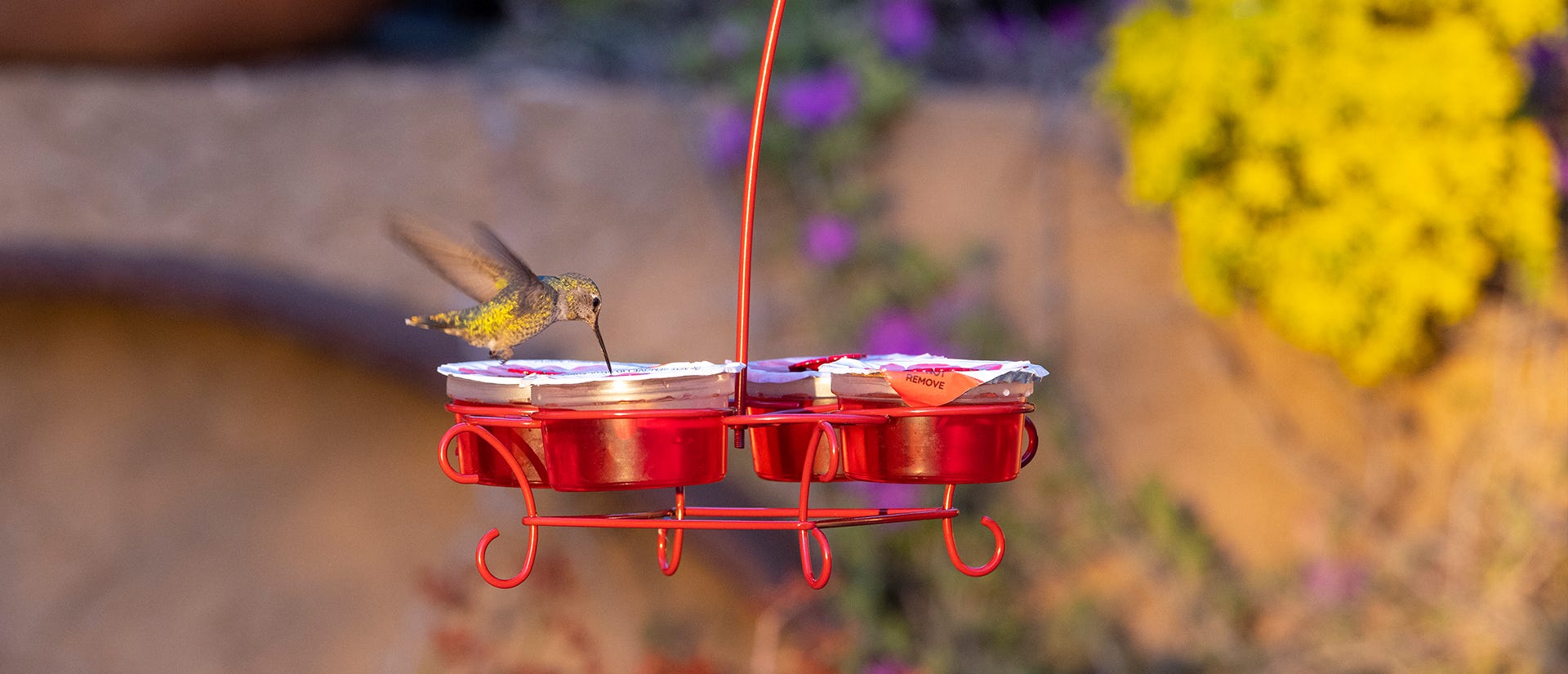 12 amazing facts about hummingbirds; hummingbirds visiting More Birds Nectar Pods Wireform Hummingbird Feeder