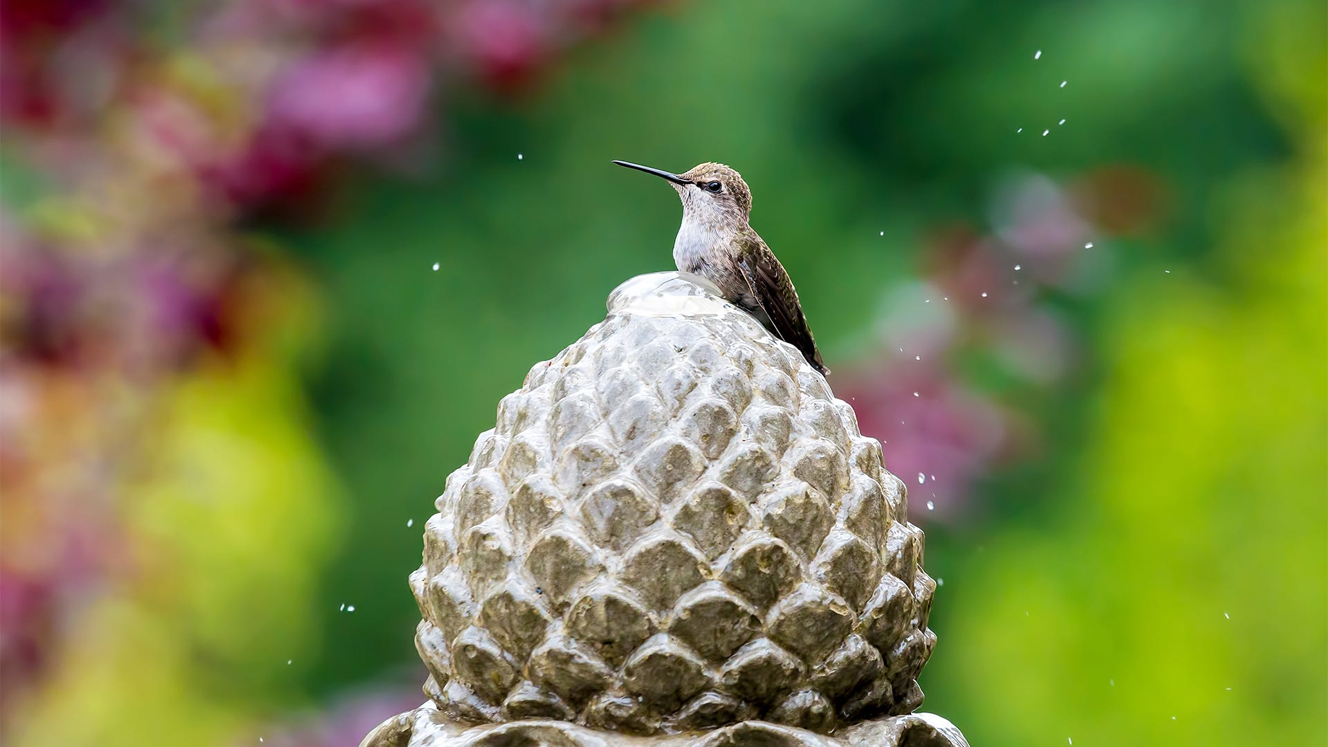 10 Ways To Get Your Yard Ready for Hummingbirds