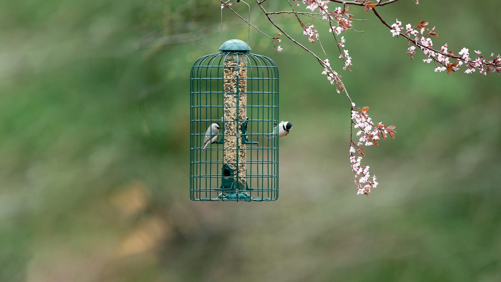 5 Reasons to Use a Caged Bird Feeder