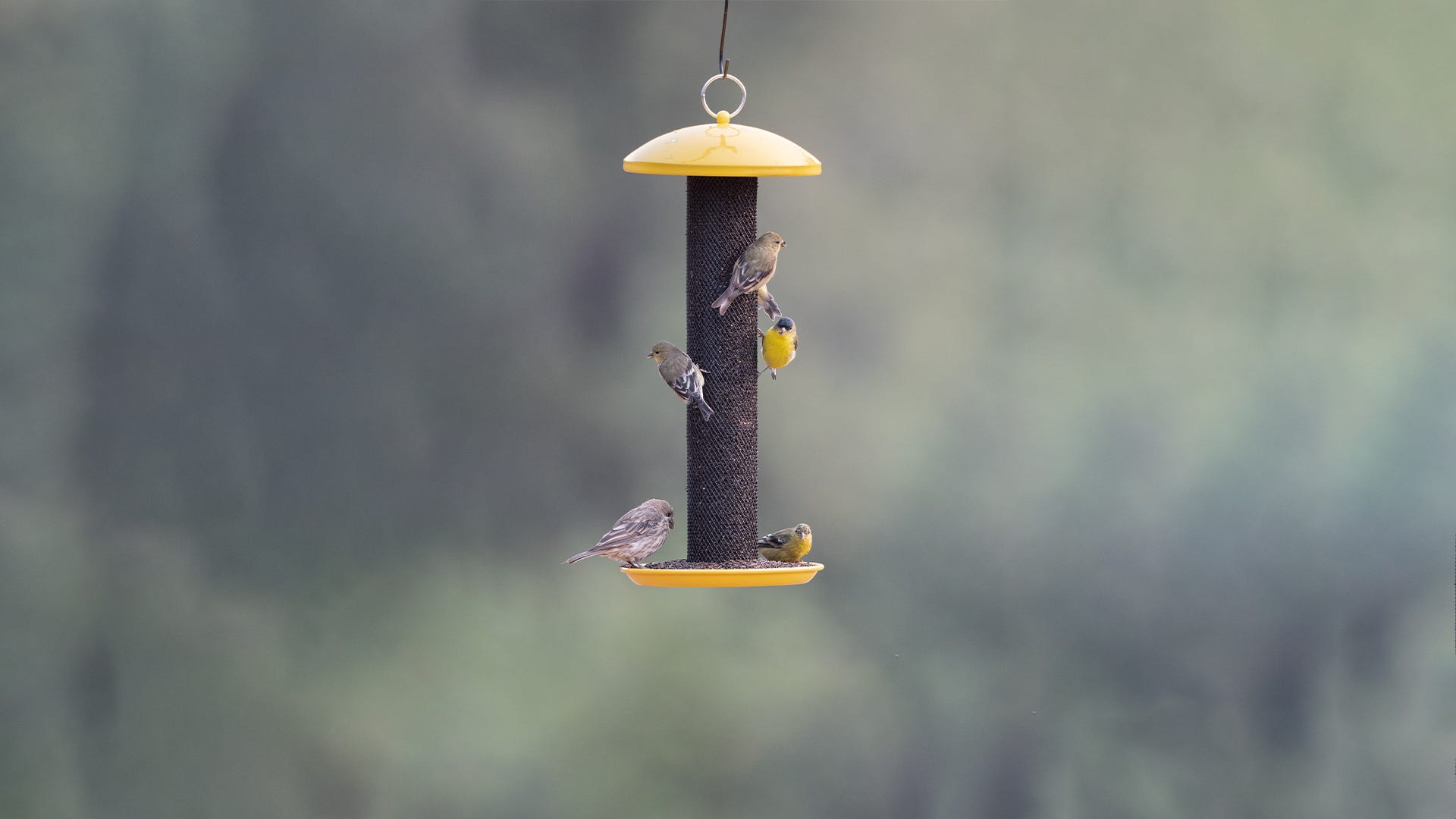 8 Helpful Hints for Attracting Finches