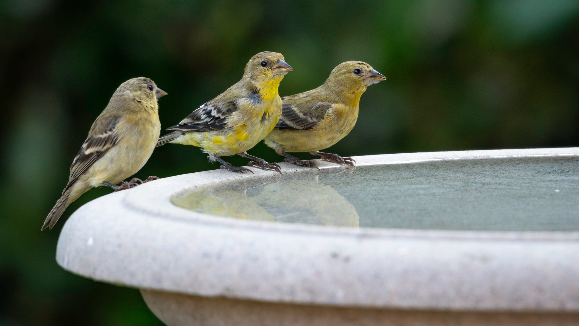 8 Things You Should Know Before Installing a Bird Bath 8 Things You Should Know Before Installing a Bird Bath