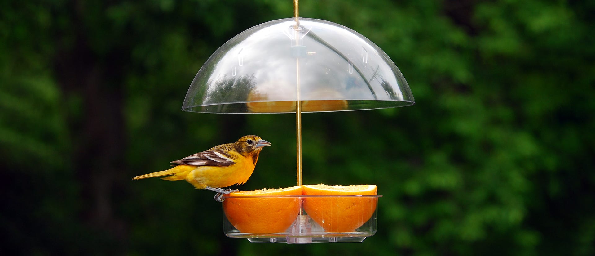 Finch perched on a Droll Yankees Seed Saver Platform Bird Feeder filled with orange halves
