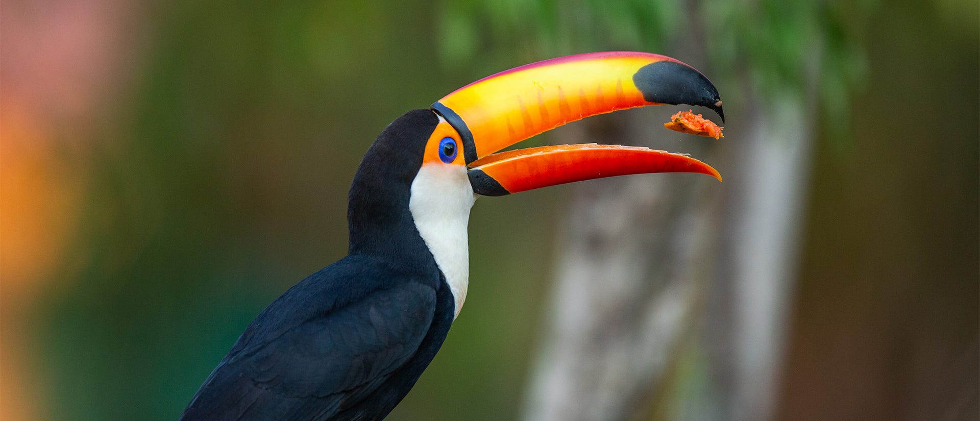 toucan eating a chunk of fruit