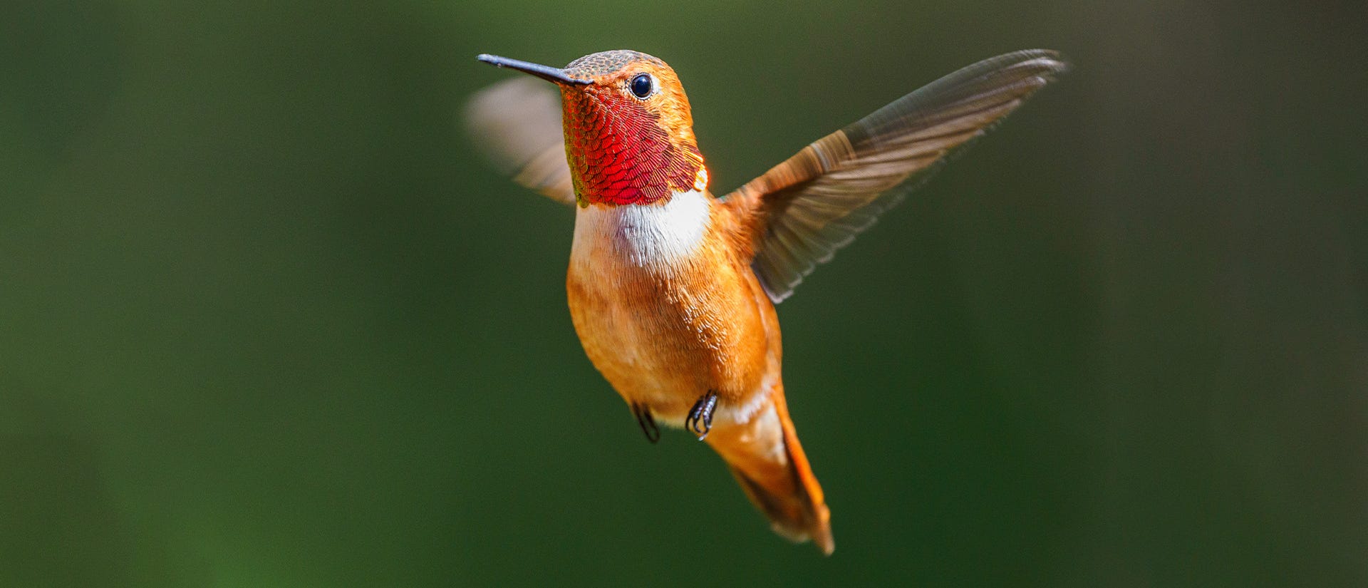 12 Amazing Hummingbird Migration Facts; rufous hummingbird flying on a green background