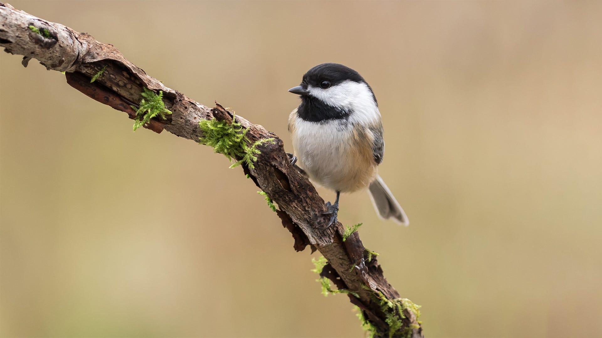 How to Attract Black-capped Chickadees to Your Feeder