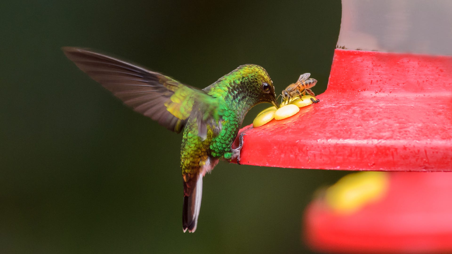 Bee Safe: 6 Ways to Keep Bees Away From Your Hummingbird Feeders