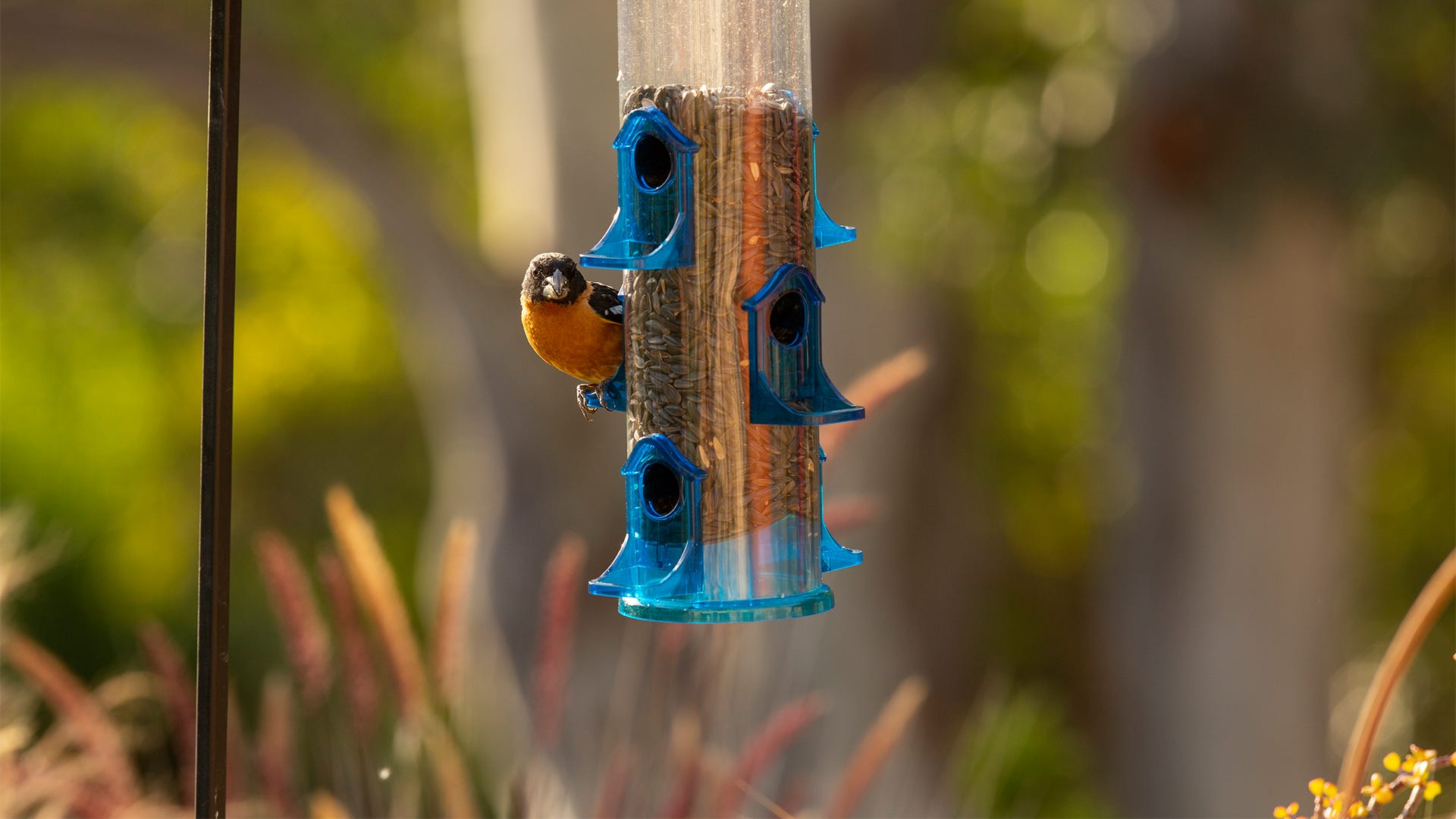 Birds Aren’t Foodies Birds Aren’t Foodies