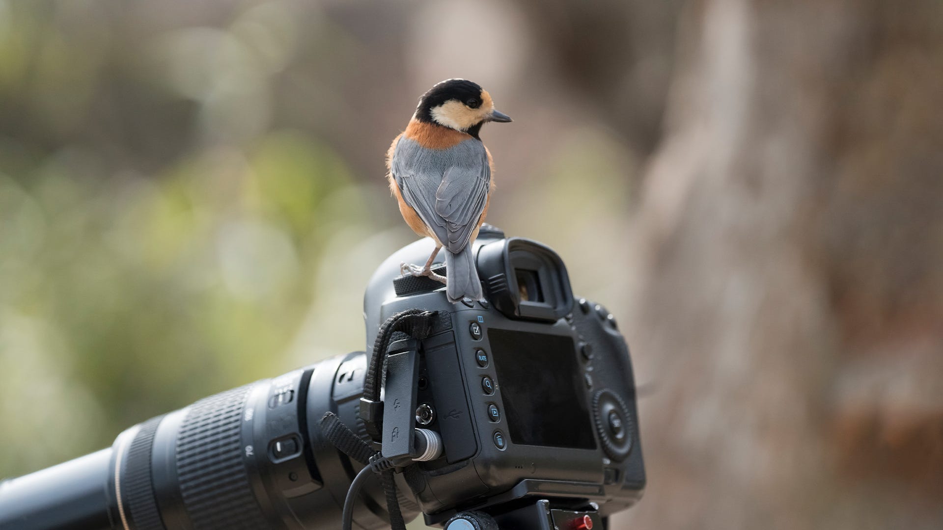 How to Get Up Close and Personal with Backyard Birds