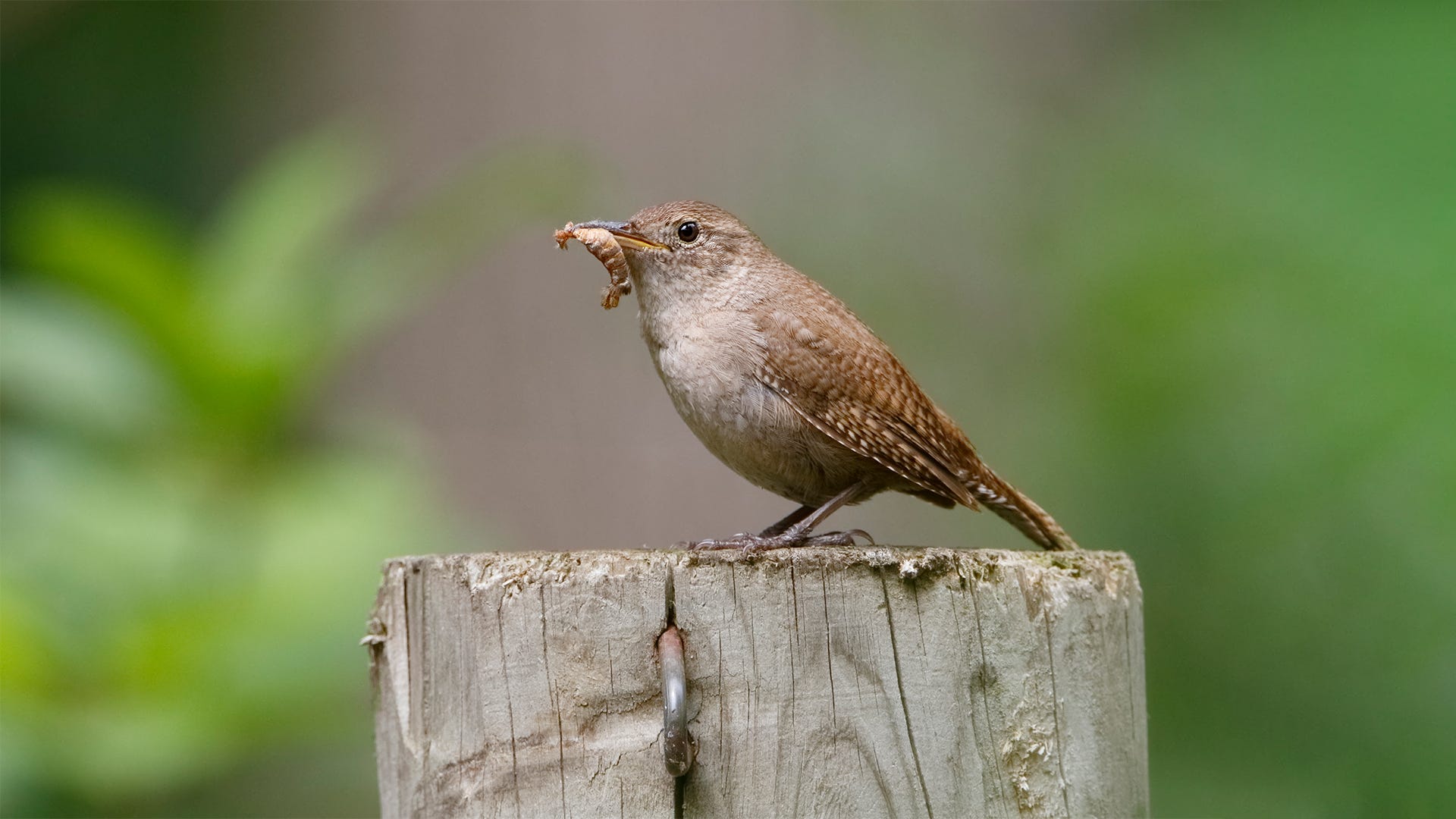 How Birds Help Your Garden