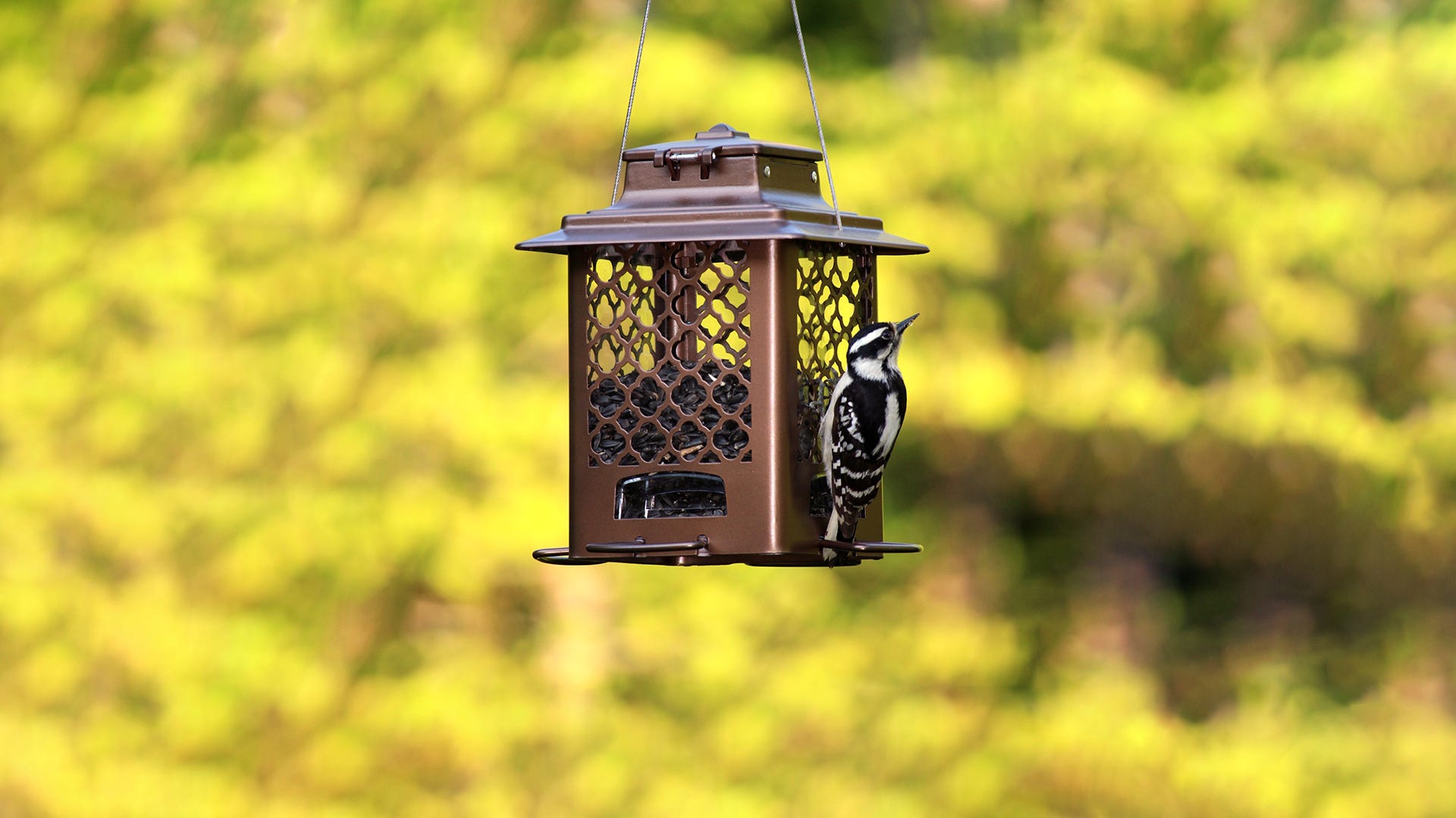 How High Should I Hang My Bird Feeder