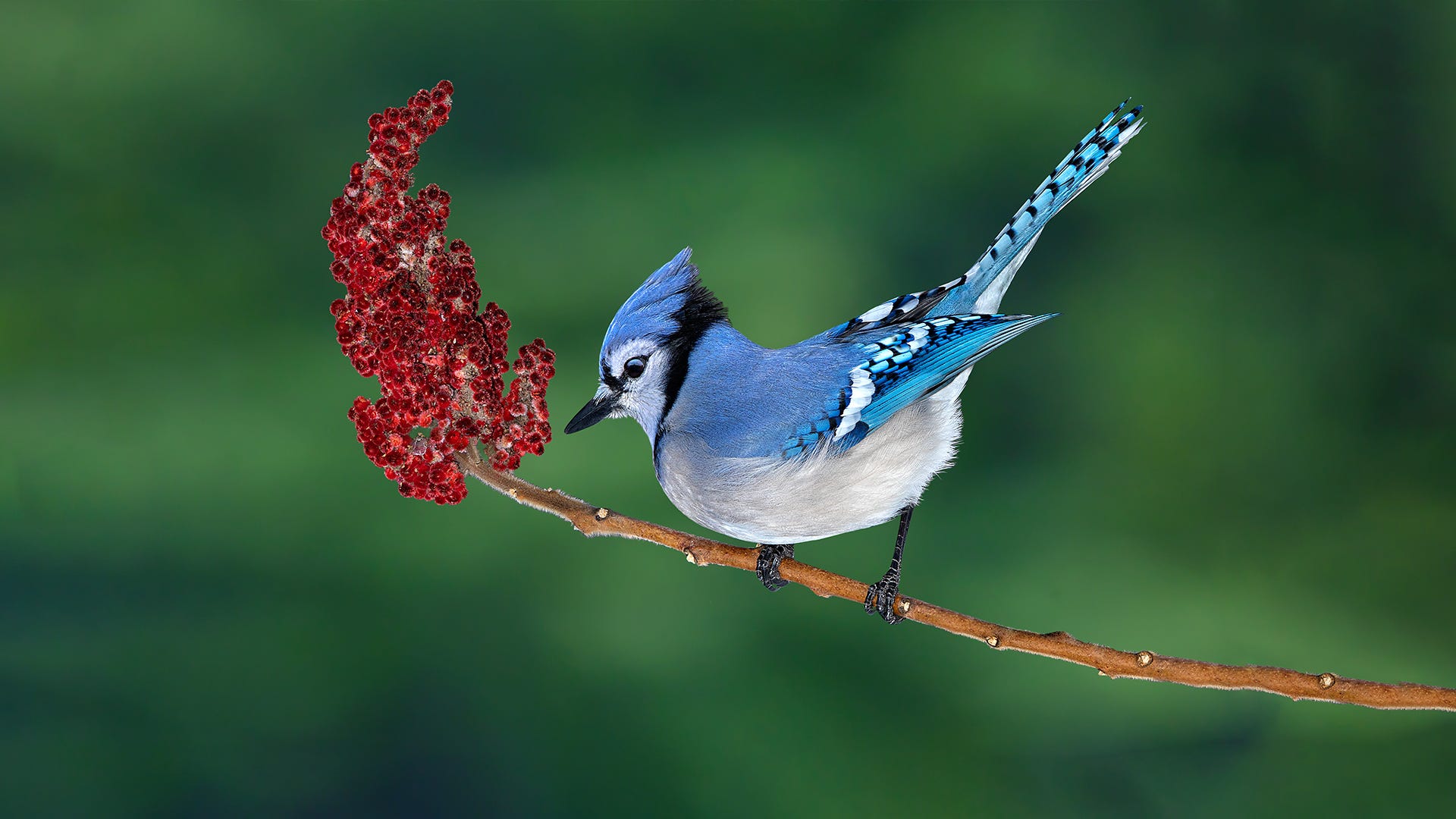 blue jay and cardinal in love