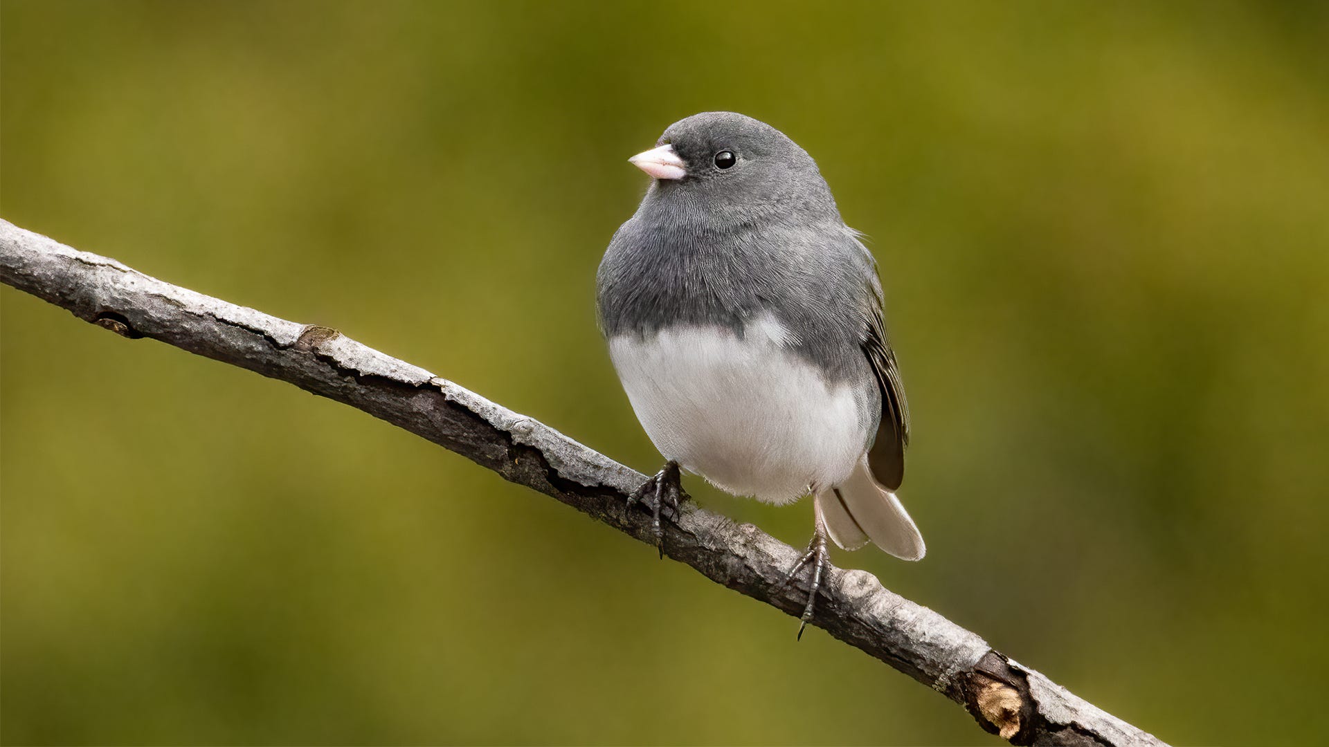 How to Attract Juncos to Your Bird Feeders