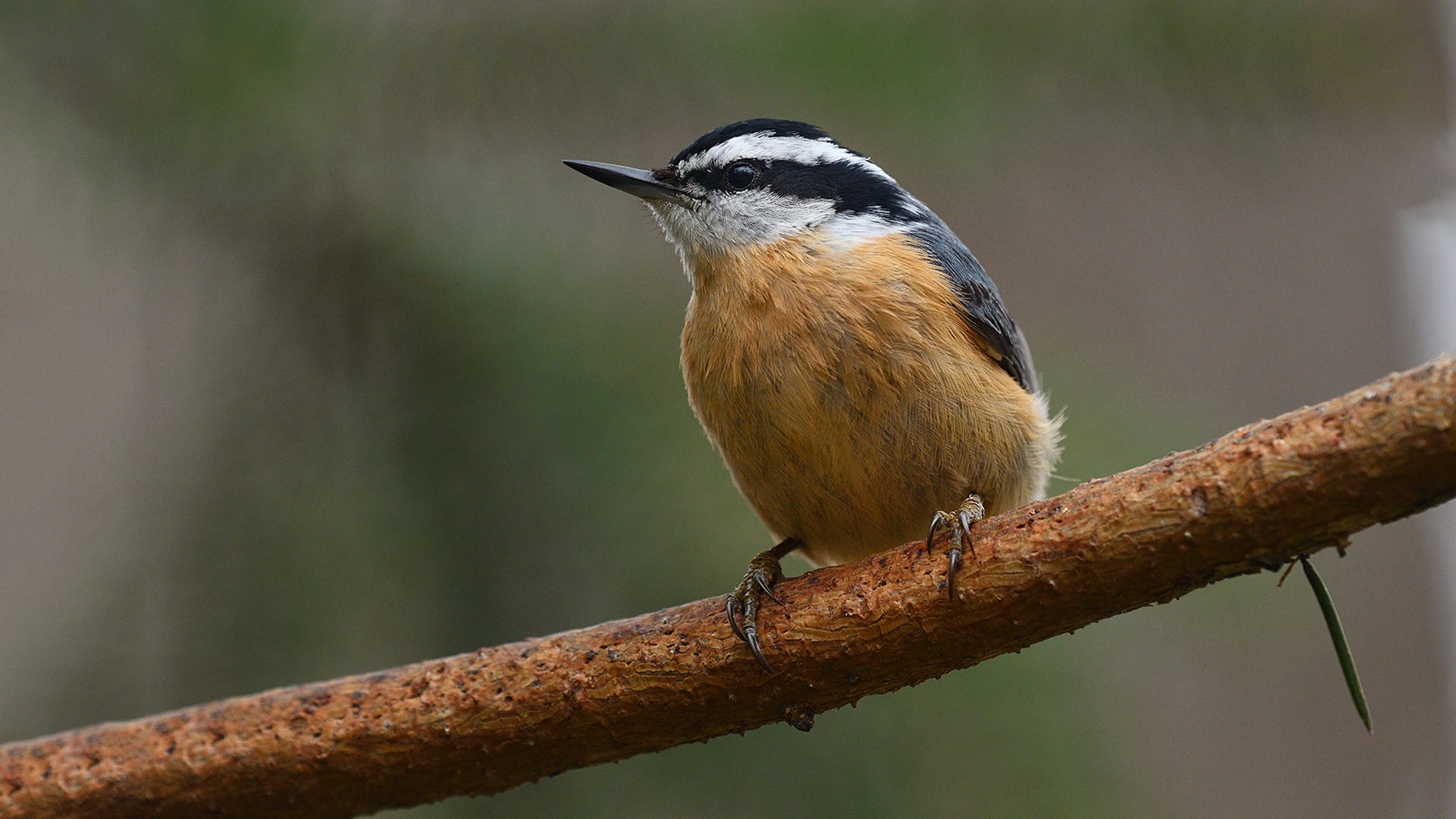 How to Attract Nuthatches