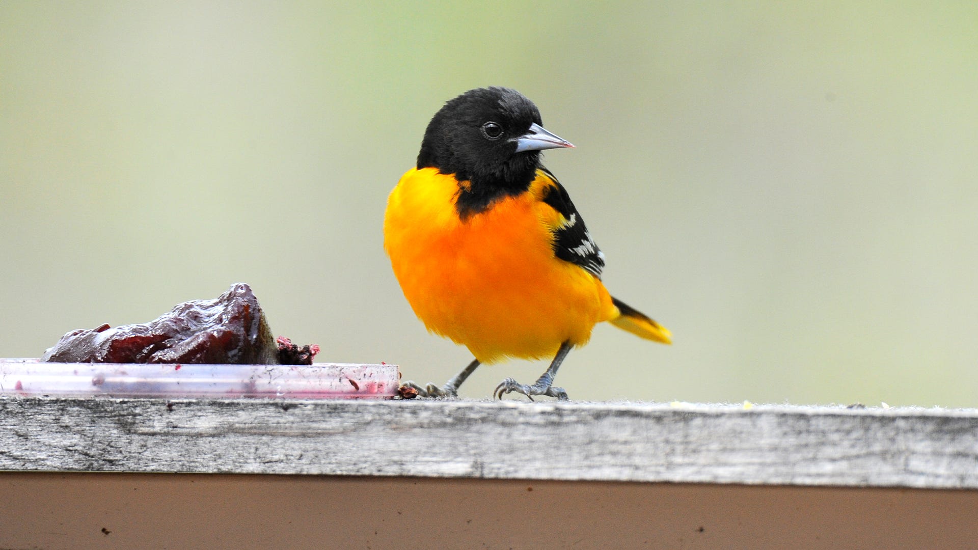 How to Feed Backyard Birds Jelly