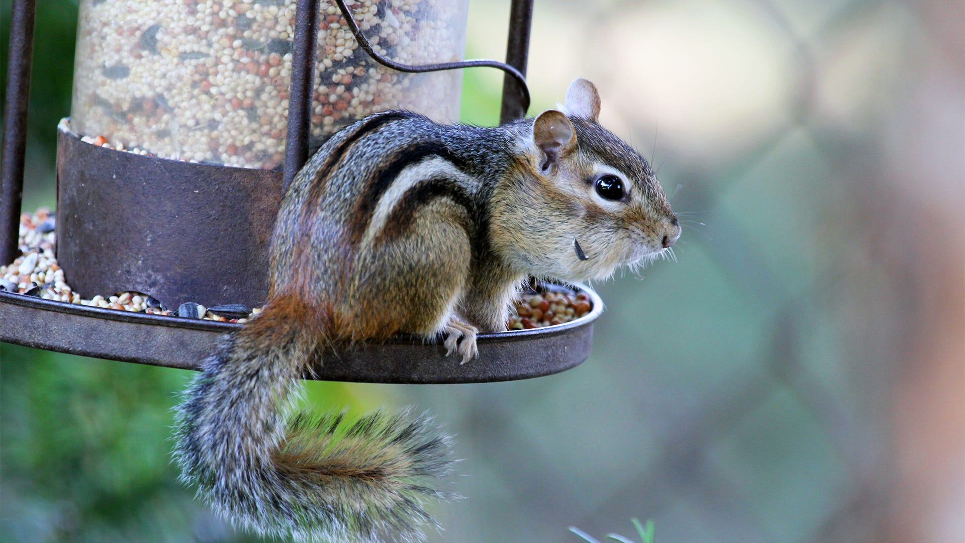 How to Keep Chipmunks Out of Bird Feeders