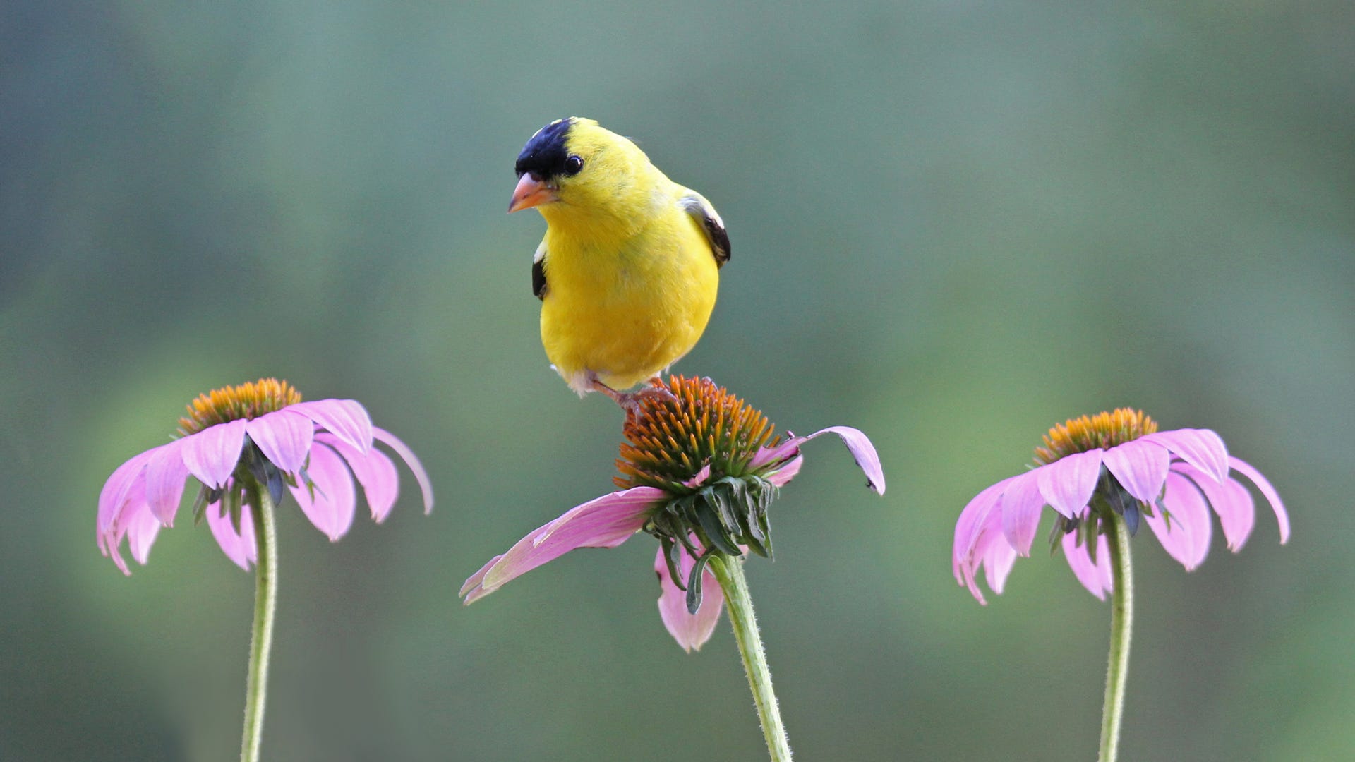 How to Plant the Perfect Birdseed Garden