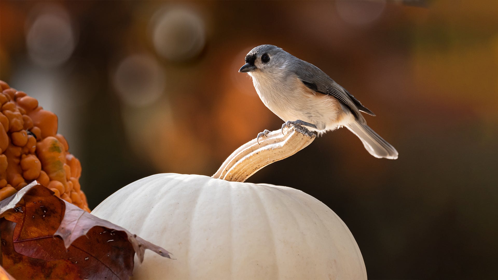 How to Prepare Your Yard for Fall Migration
