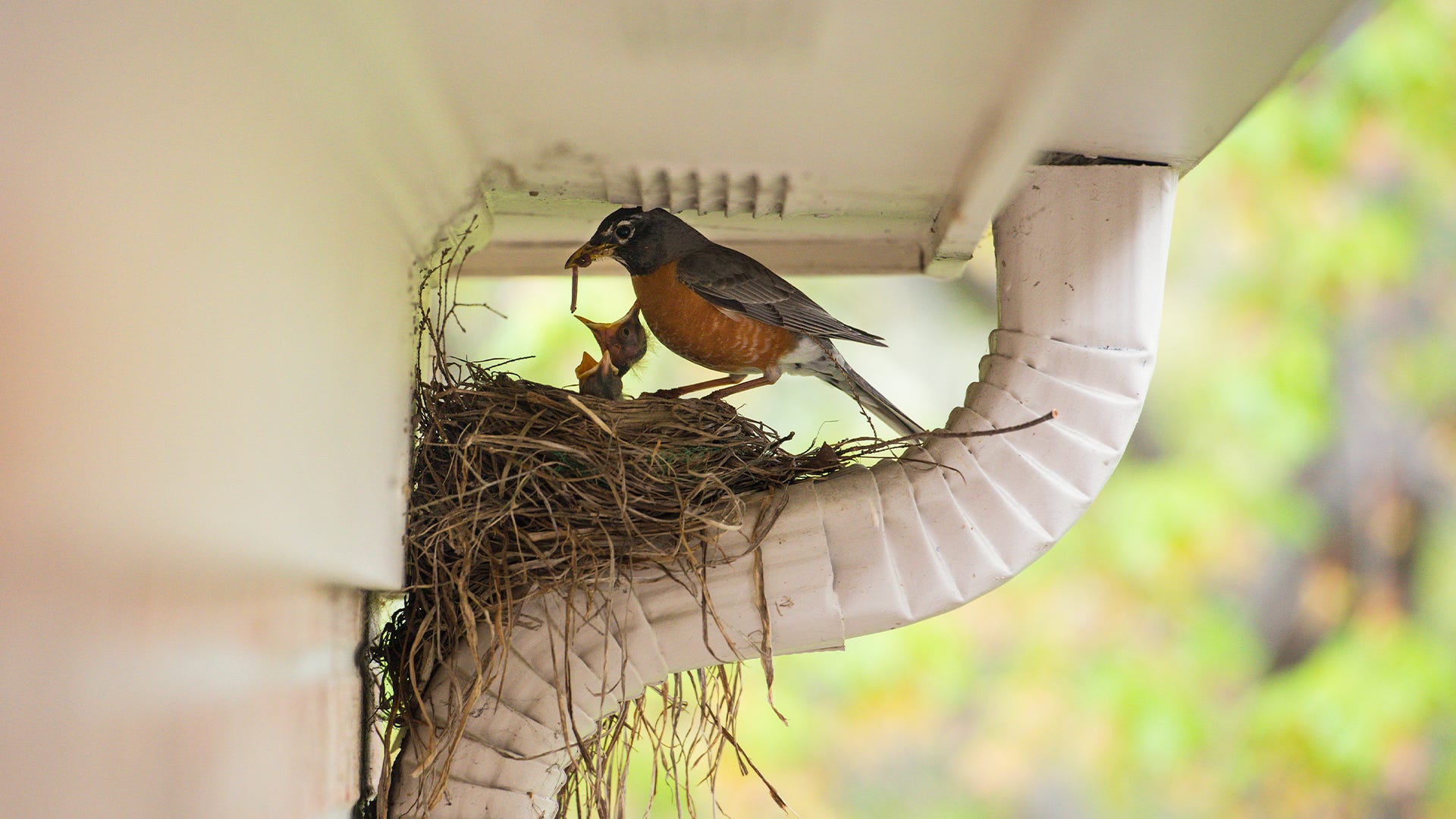 How to Remove a Bird Nest Safely and Legally