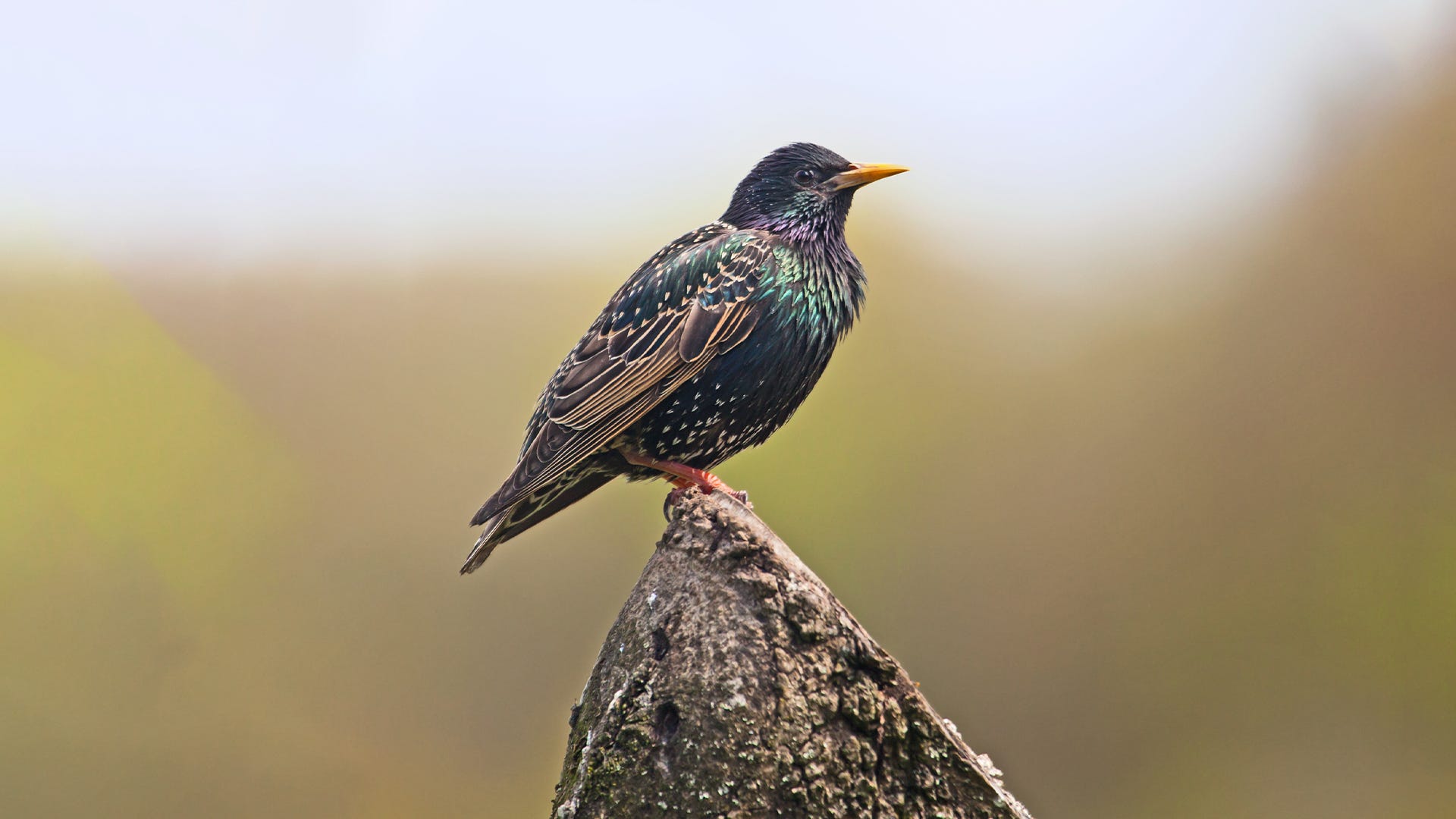 How to Stop Bully Birds from Raiding Your Feeders