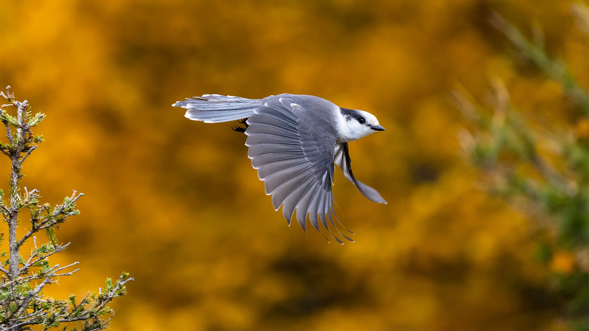 Make Your Backyard a Stopover Site for Fall’s Migrating Birds