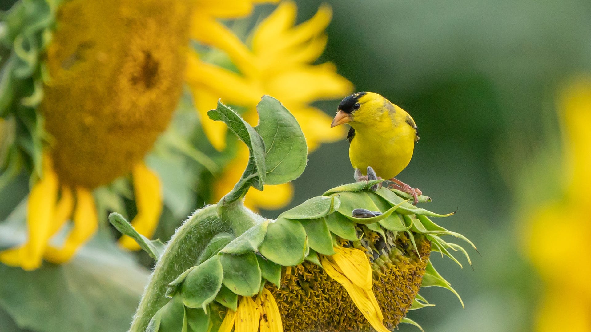 The Late Blooming Summer Breeder: The American Goldfinch