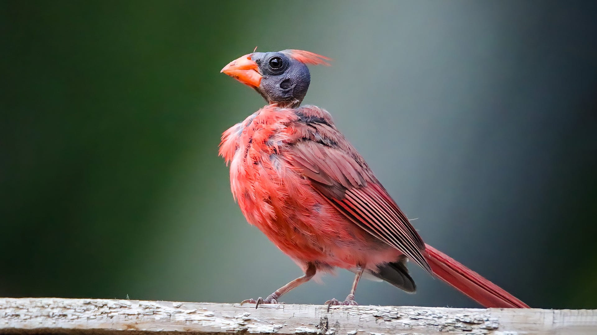 Why Your Backyard Birds Look Different in Late Summer