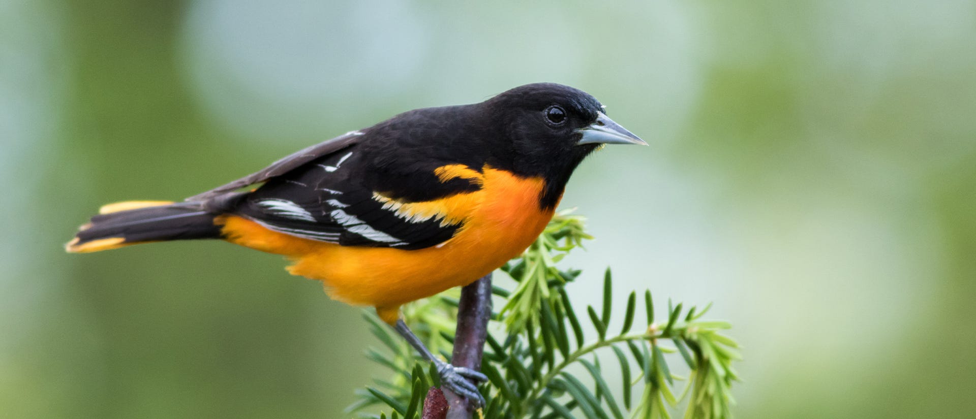 Baltimore oriole on a branch