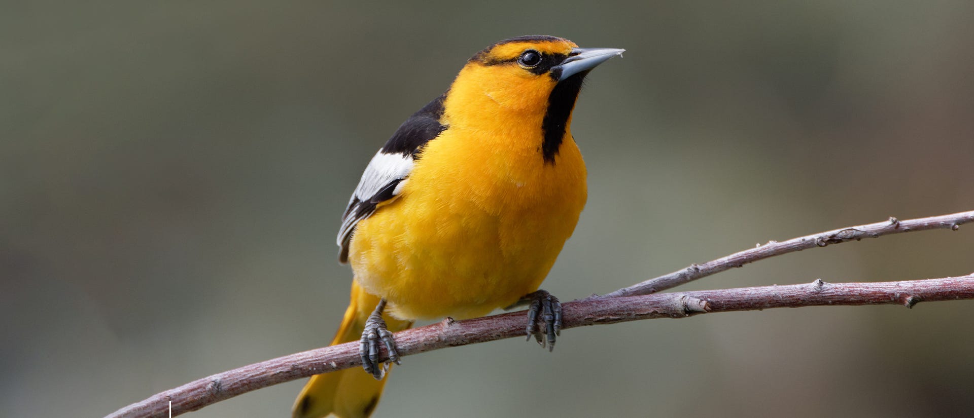 Bullock's oriole on a branch