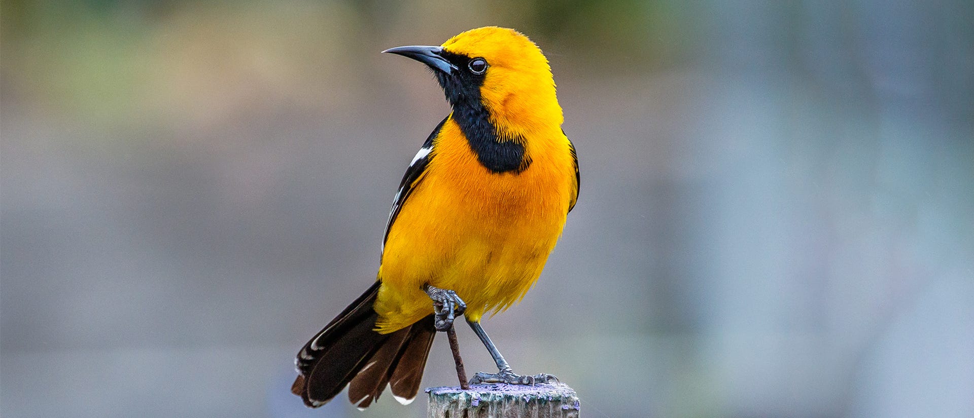 Hooded Oriole on a wooden post