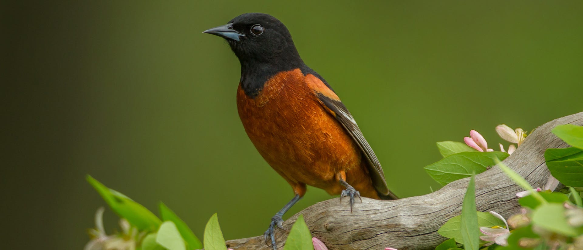 Orchard Oriole on a flowered tree branch