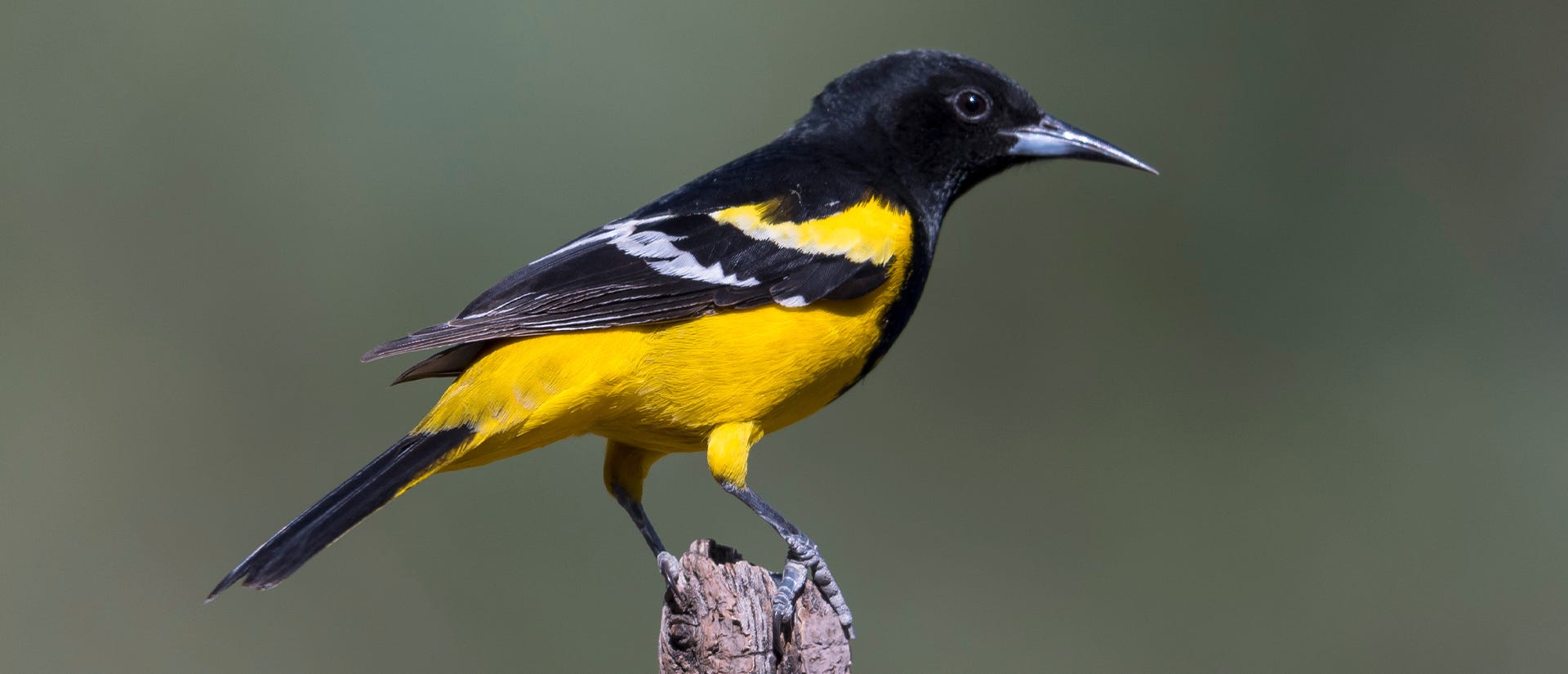 Scott's Oriole on a wooden stump