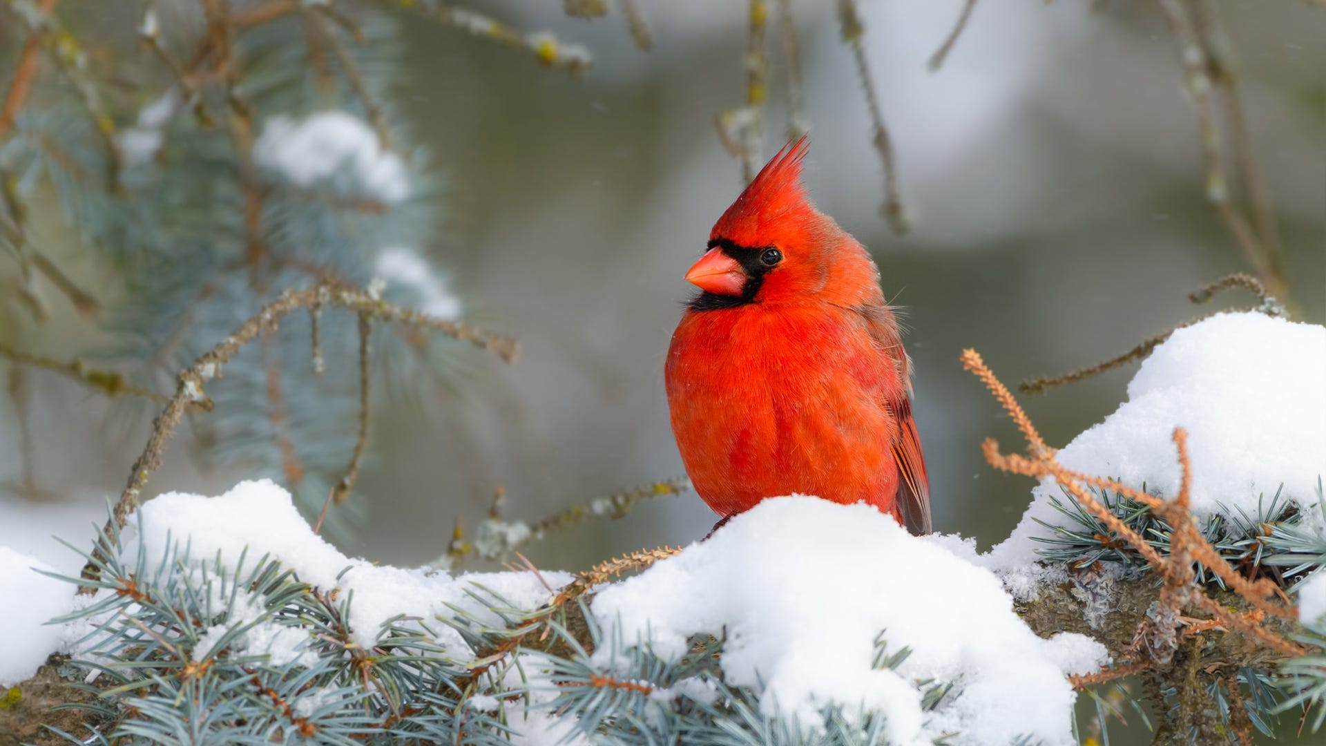 What is National Bird Feeding Month?