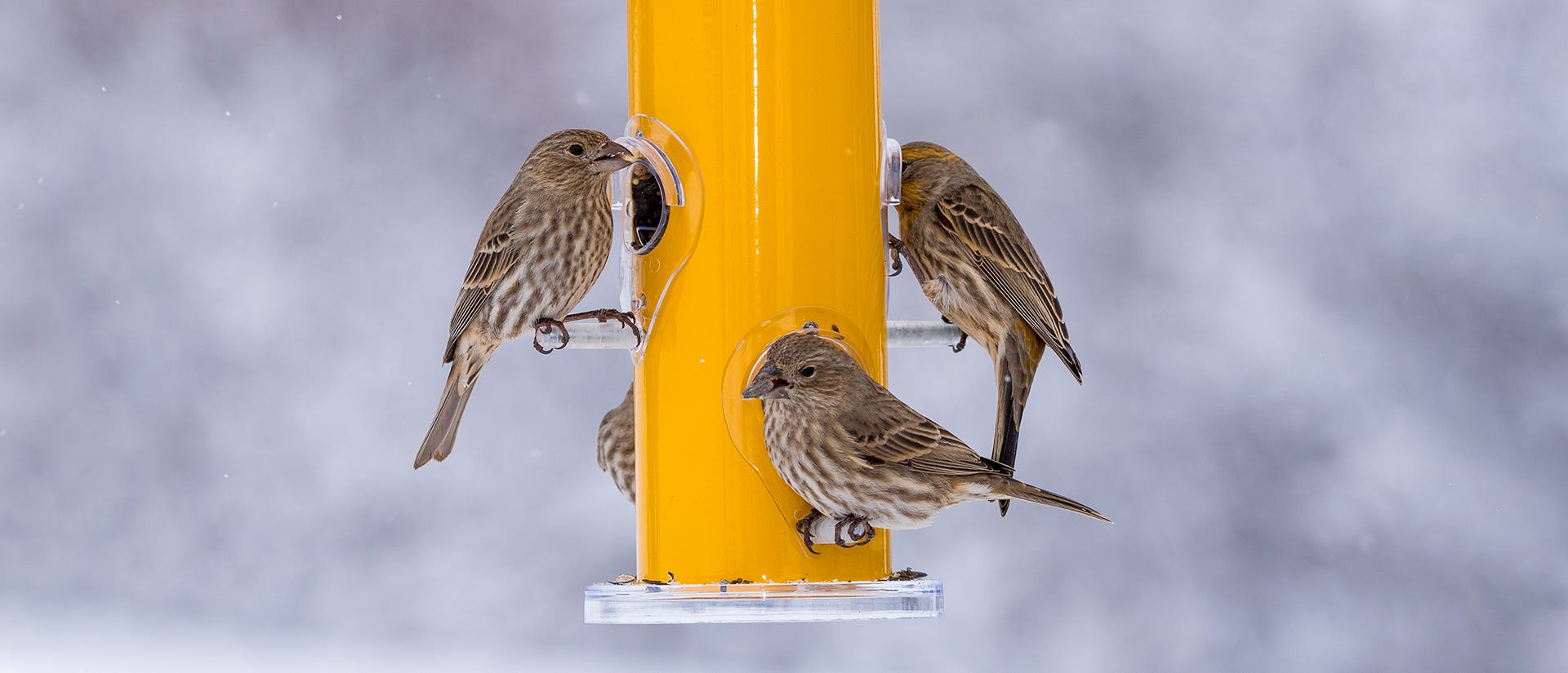 participate in national bird feeding month by adding a bird feeder