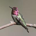 Anna's Hummingbird