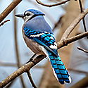 Blue Jay