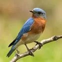 Bluebird