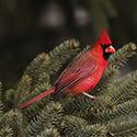 Cardinal