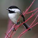 Chickadee