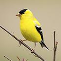 American GoldFinch