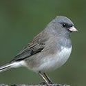 Dark Eyed Junco