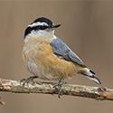 Nuthatch