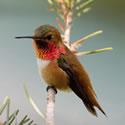 Rufous Hummingbird