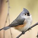 Tufted Titmouse