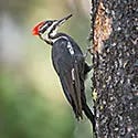 Woodpecker